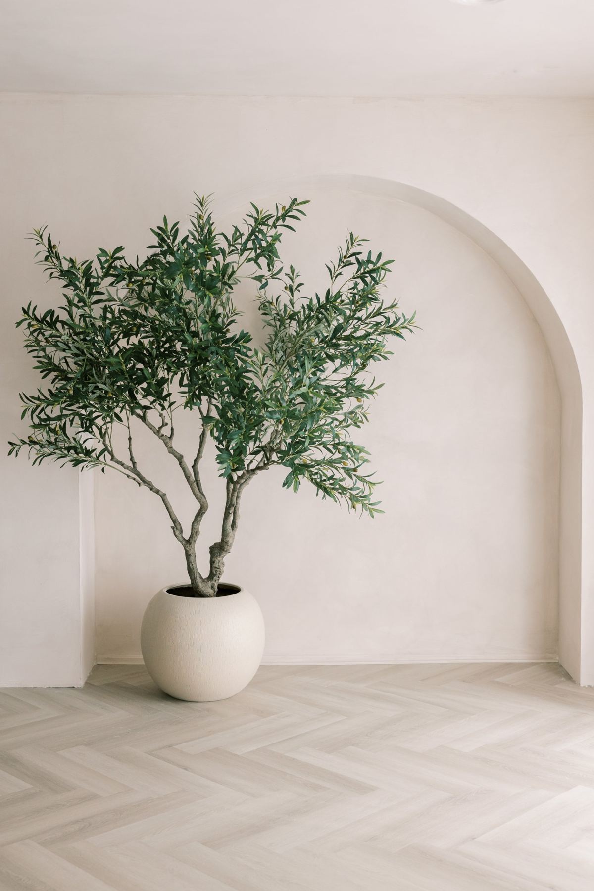 A potted olive tree in a round cream planter standing inside the arch on herringbone floors